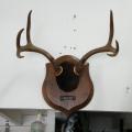 Blacktail antler mount Blacktail antler mount